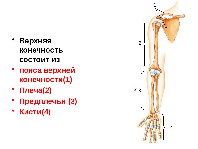 Пояс верхних конечностей состоит из костей отмеченных на рисунке