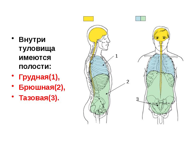 Анатомия человека презентация