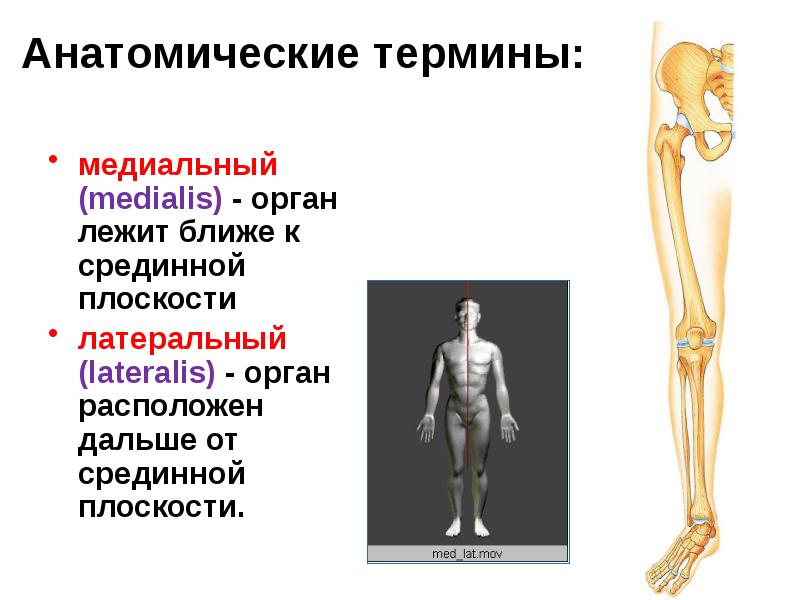 Анатомическая терминология