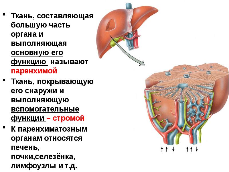 Большую составляющую. Паренхима селезенки. Паренхима это в анатомии. Паренхима селезенки состоит из. Строма и паренхима селезенки.