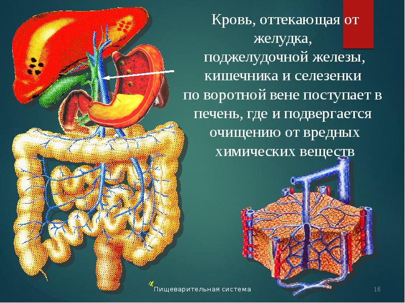 Поджелудочная железа презентация