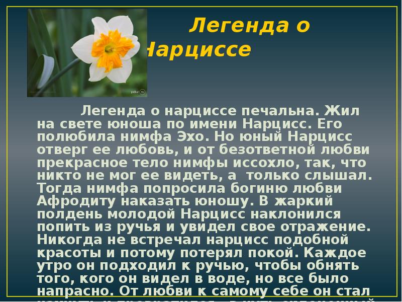 Нарцисс растение значение. Интересные факты о нарциссах. Нарцисс презентация. Сообщение о цветке Нарцисс. Нарцисс интересные факты о цветке.