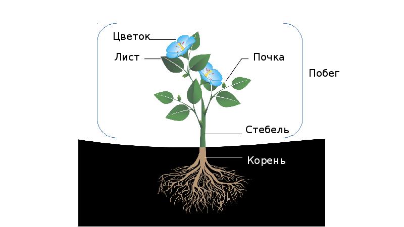 Цветок стебель корень. Цветок лист почка стебель корень побег. Строение растения: корень, стебель, листья, цветок. Корень побег лист стебель. Строение стебля и корня растений.