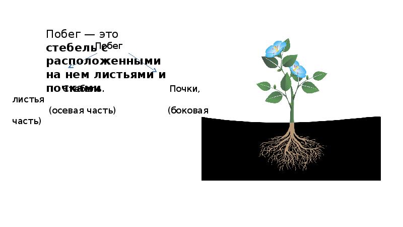 Стебель с расположенными. Презентация побег. Побег 6 класс. Побег биология 6. Побег 6 класс биология презентация.