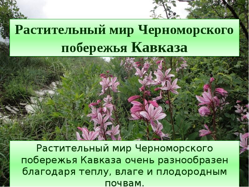 Растения побережья черного моря. Почвы Черноморского побережья Кавказа. Заповедники Черноморского побережья Кавказа. Заповедник Черноморского побережья Кавказа название. Почему на Черноморском побережье Кавказа богатая растительность.