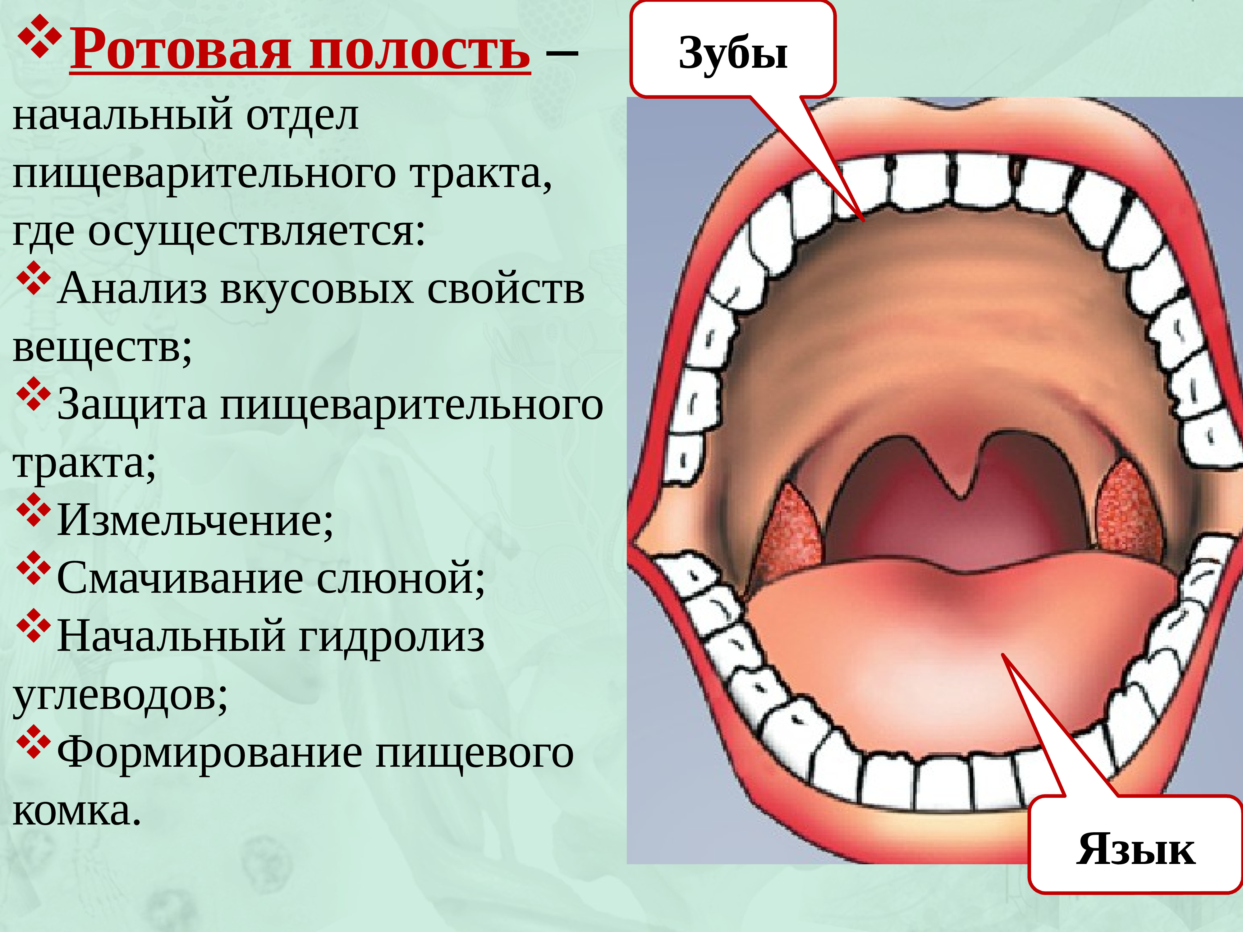 Полость рта язык зубы. Ротовая полость презентация. Проект пищеварения в ротовой полости. Воспаление ротовой полости. Кратко по ротовой полости человека.