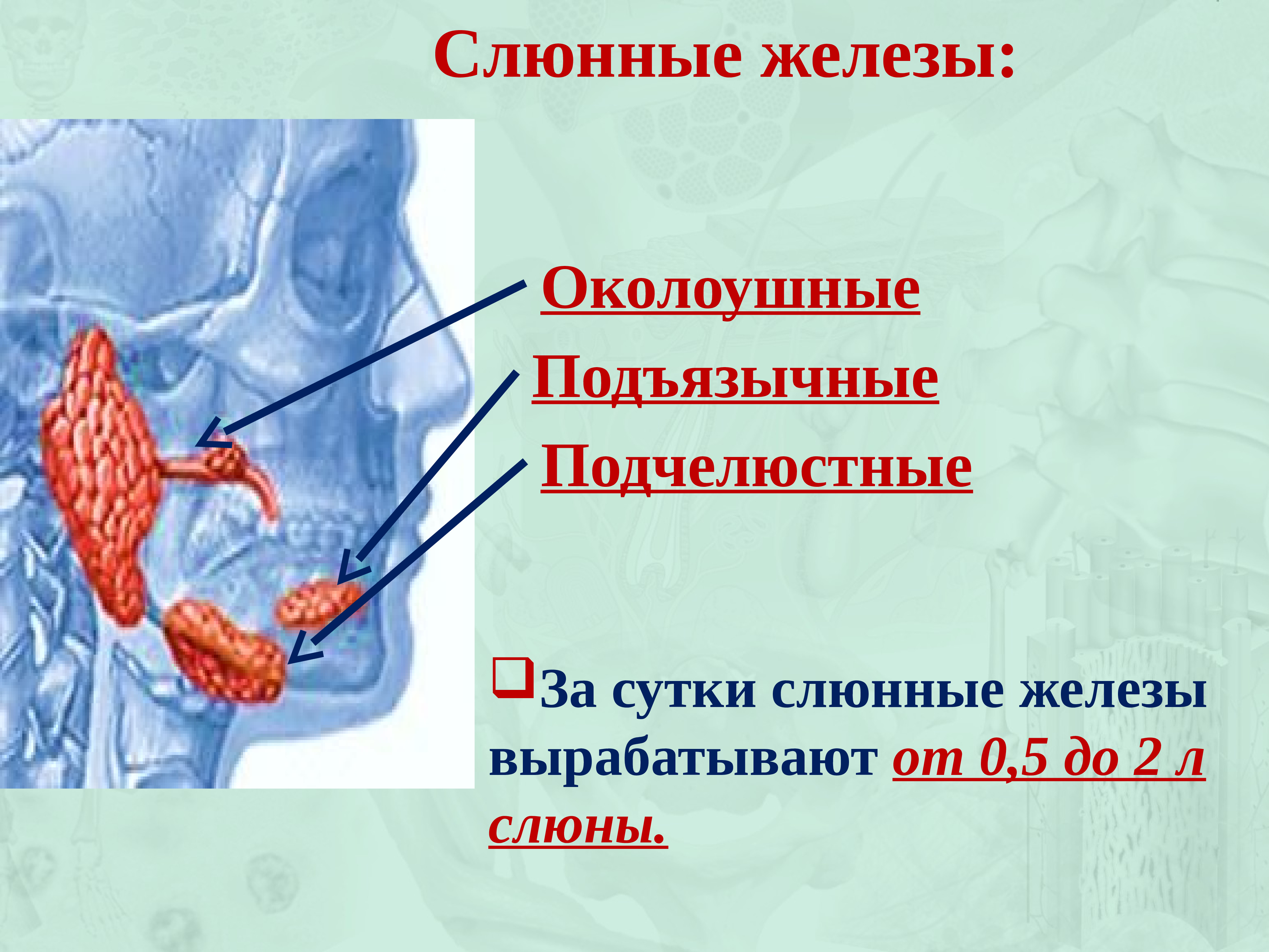 Железа вырабатывающая слюну. Околоушная слюнные железы анатомия человека. Слюнная околоушная слюнная железа. Слюнные железы презентация.