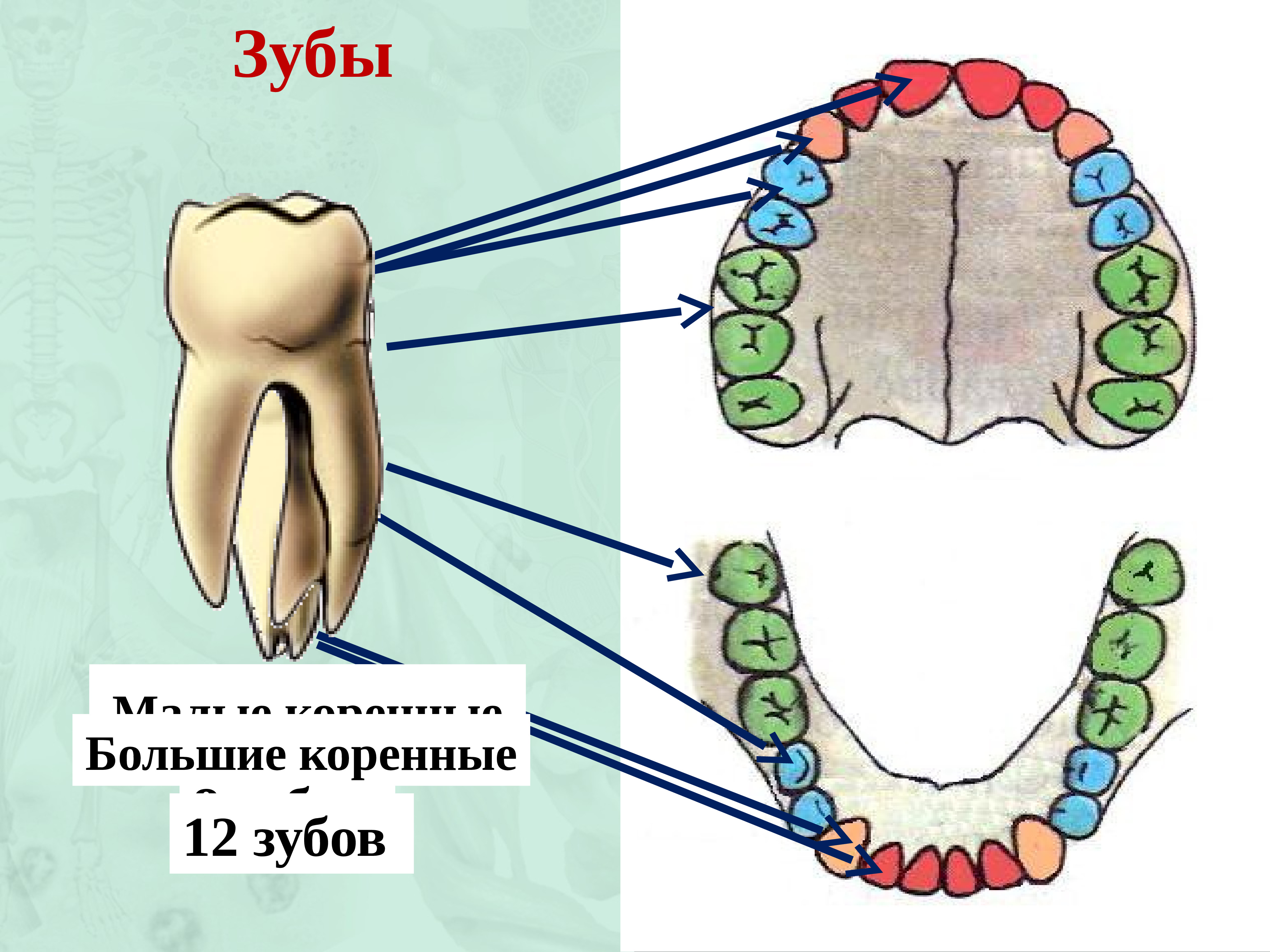 Зубы человека у детей. Где находится зуб восьмерка снизу. Расположение коренных зубов. Малые и большие коренные зубы.