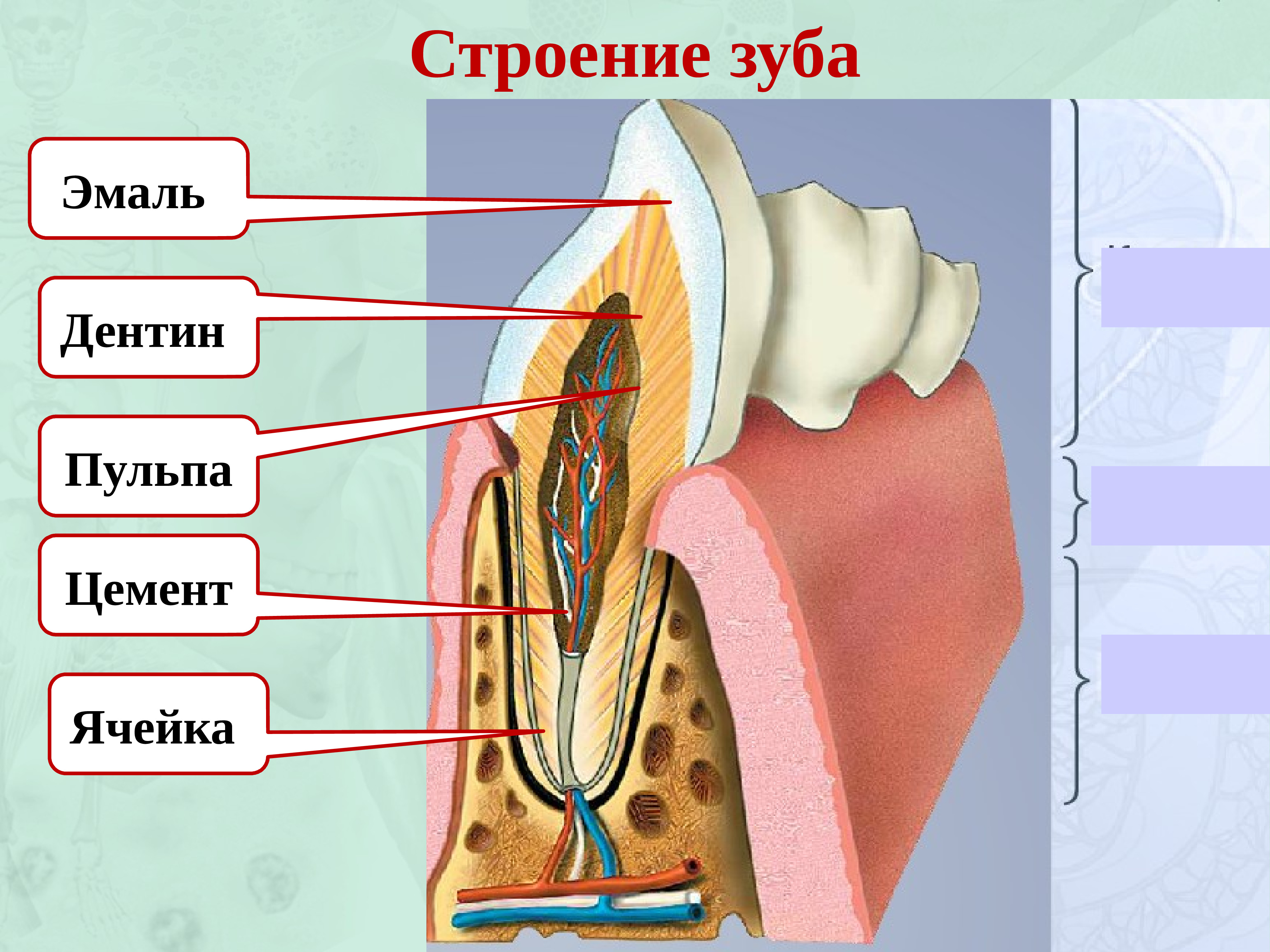 День полость