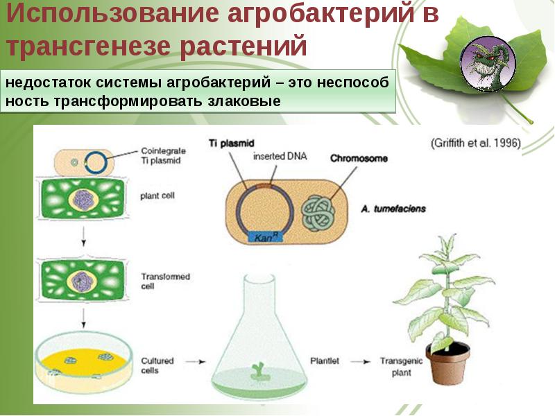 Механизмы растений. Агробактериальная трансформация растений. Трансгенез растений. Трансгенез схема. Агробактерии в биотехнологии.