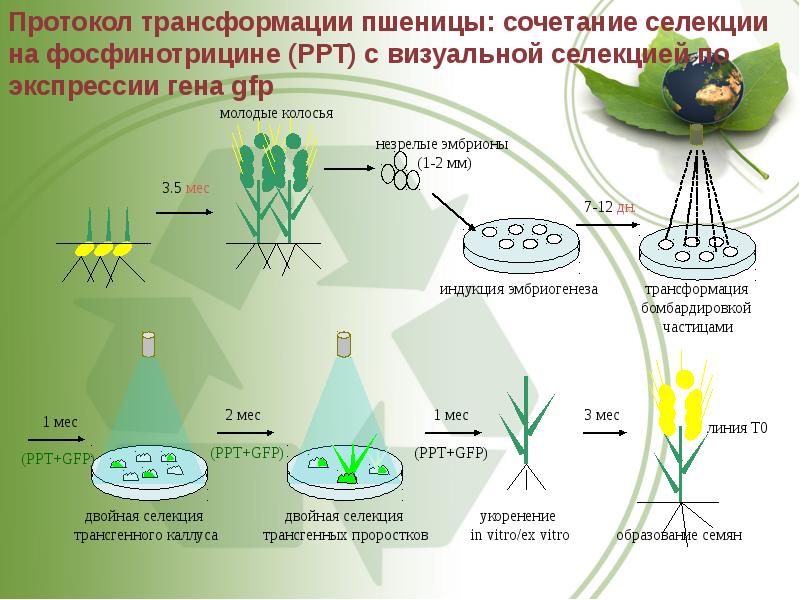 Методы биотехнологии схема