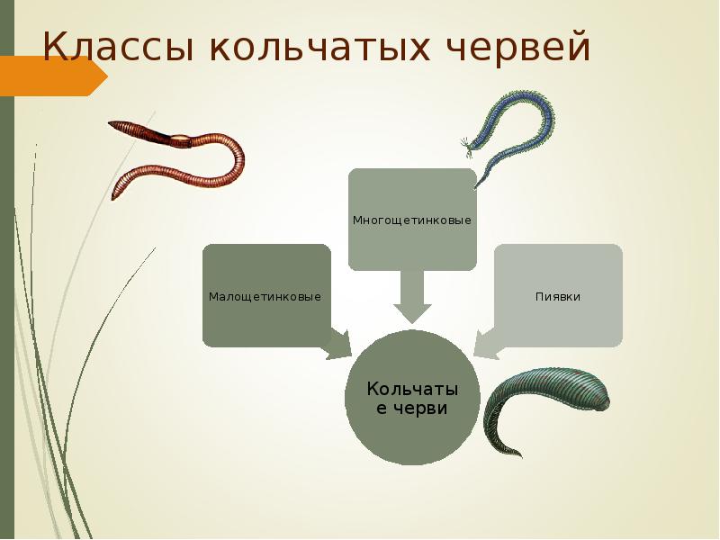 Черви подготовка к егэ презентация