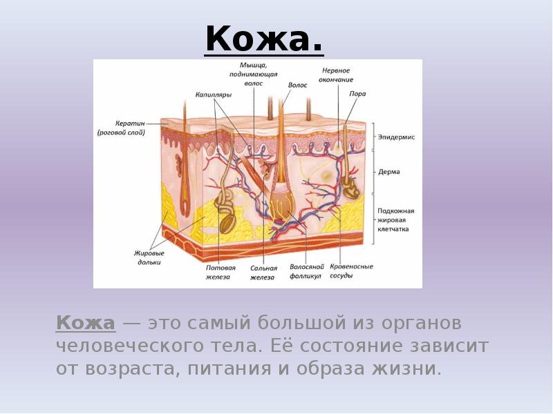 Волосы и ногти презентация 3 класс