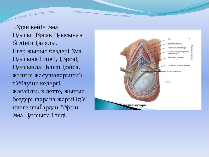 Салыстырмалы елтану презентация