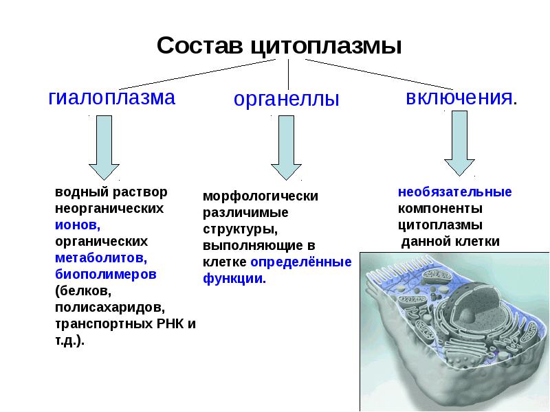 Из каких компонентов состоит слайд презентации