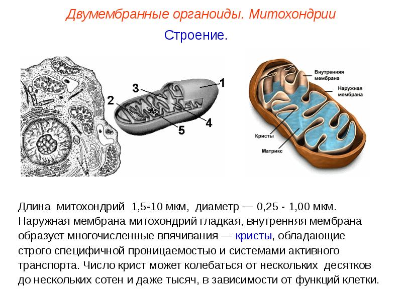 Функции органеллы рисунок