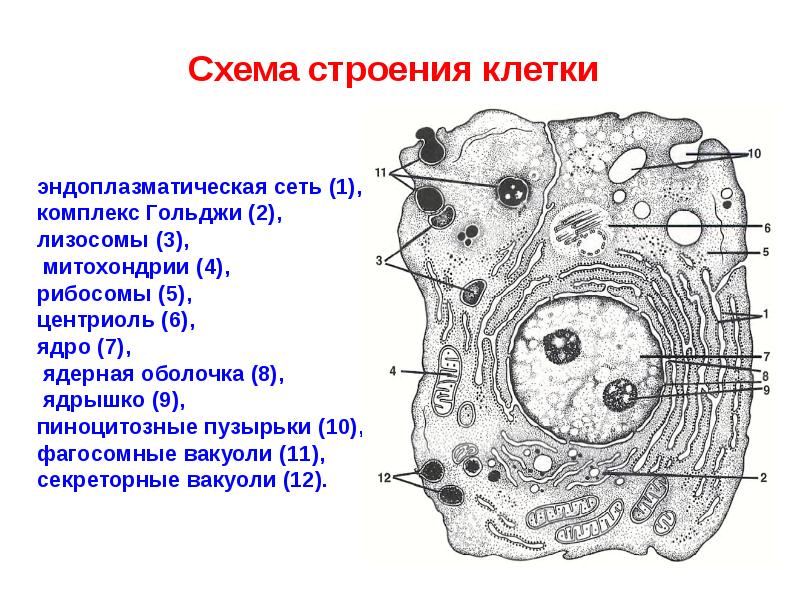 Состав клетки схема