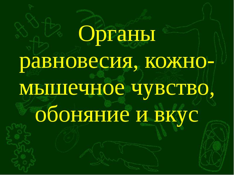 Органы равновесия кожно мышечное чувство обоняние и вкус 8 класс презентация