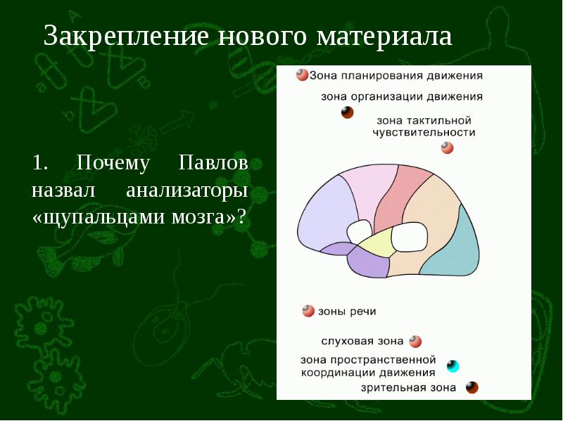 Органы равновесия кожно мышечное чувство обоняние и вкус 8 класс презентация