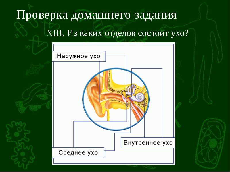 Органы равновесия кожно мышечное чувство обоняние и вкус 8 класс презентация