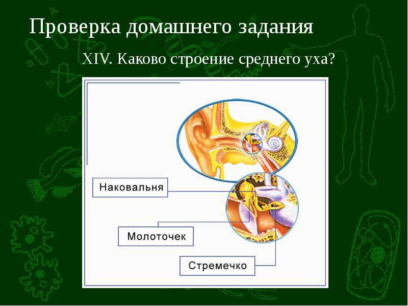 Презентация органы равновесия кожно мышечной чувствительности обоняния и вкуса