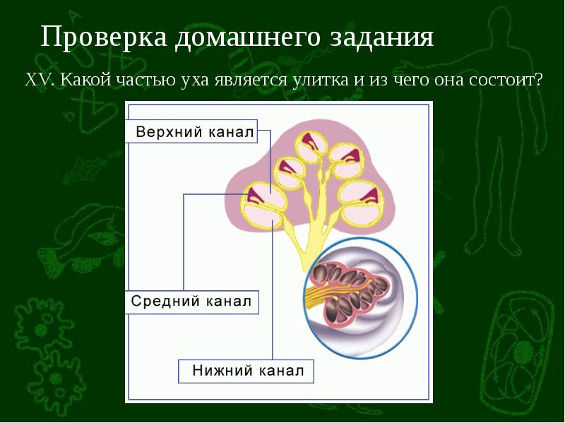 Кожно мышечная чувствительность обоняние вкус 8 класс биология презентация