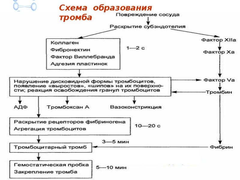 Схема гемостаза по этапам