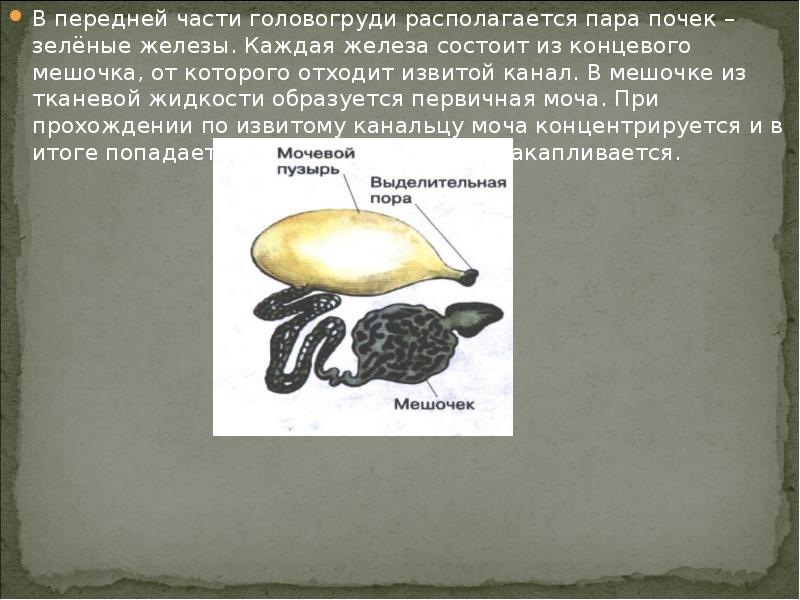 Три пары желез. Зеленые железы это почки. Концевой мешочек. Пара зеленых желез.