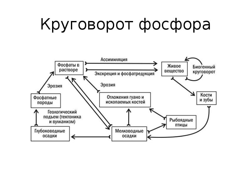 Круговорот фосфора биология 9 класс схема