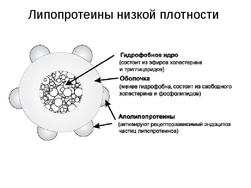 Схема строения липопротеинов