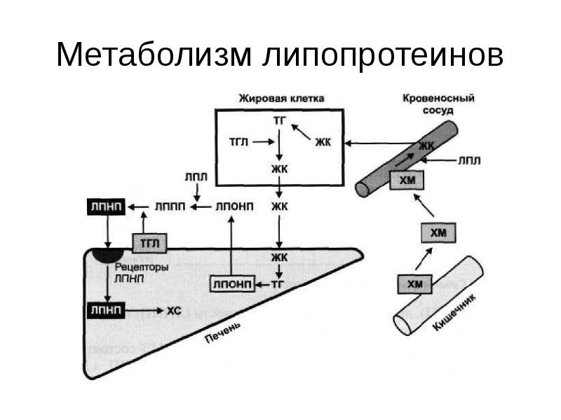 Схема обмена липопротеинов