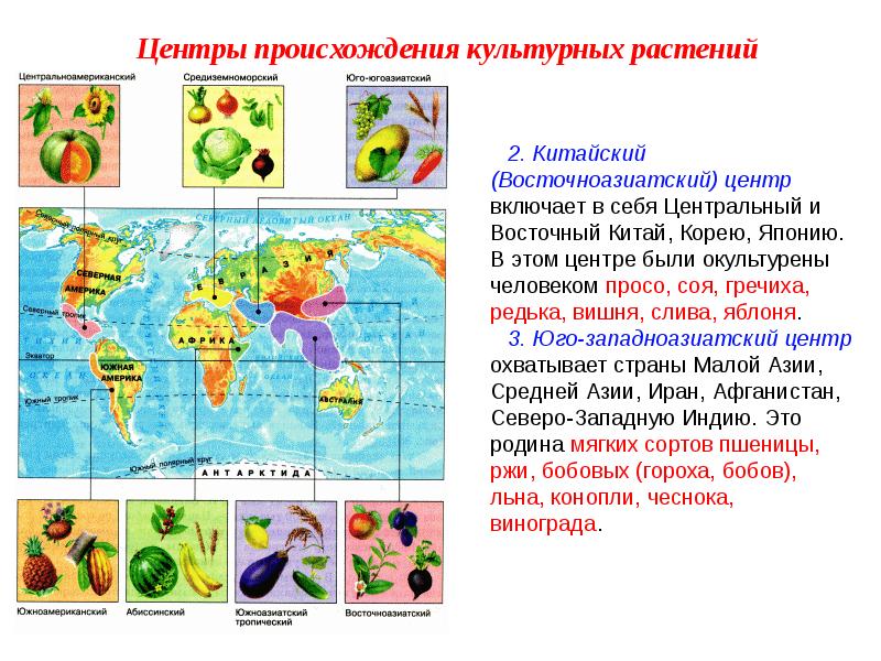 Презентация центры происхождения культурных растений 7 класс