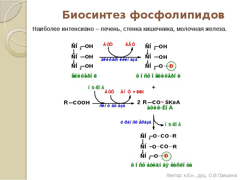 Схема образования фосфолипидов