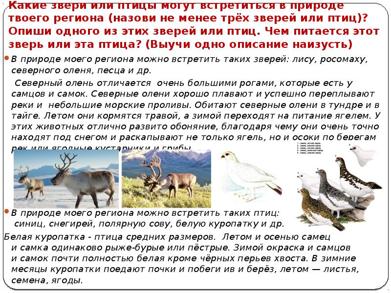 Какие животные встречаются в природе твоего региона. Какие звери. Какие звери встречаются в природе твоего региона. Какие звери и птицы могут встретиться в природе твоего региона. Какие птицы могут встретиться в твоём регионе.