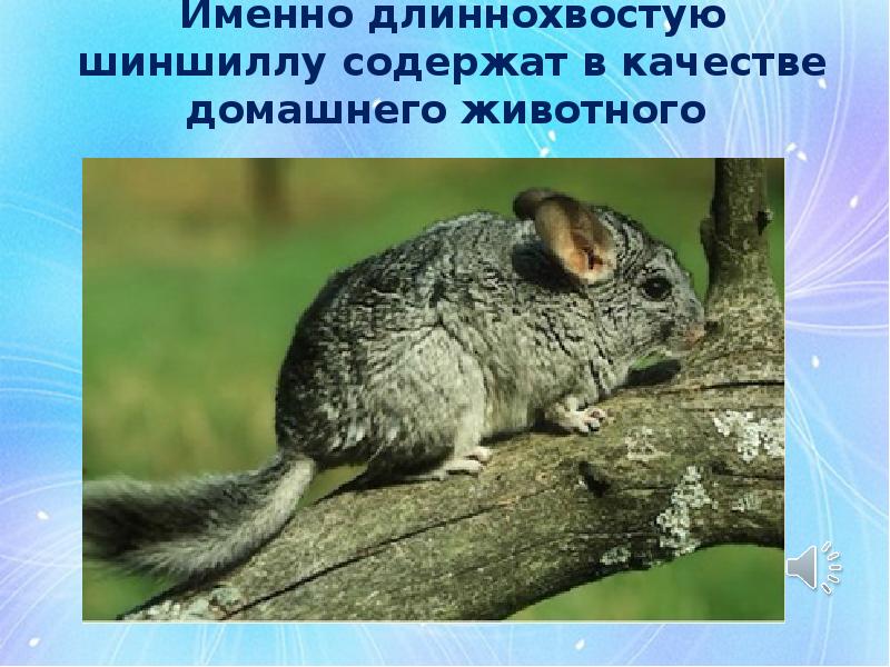 Проект о шиншилле