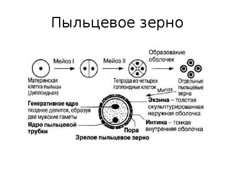 Развивается из микроспоры содержит гаплоидный