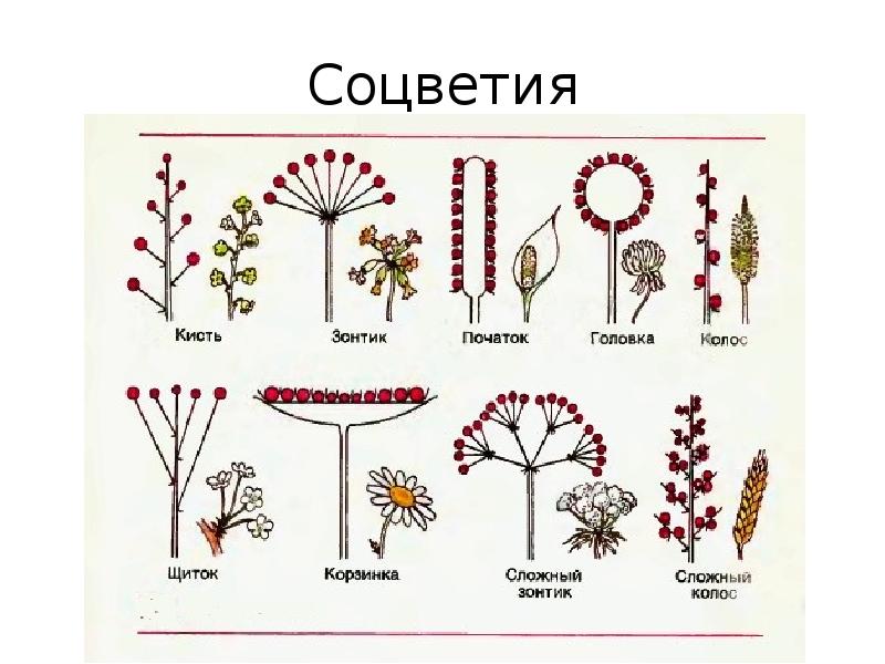 Магазин Соцветие Барнаул Официальный Сайт