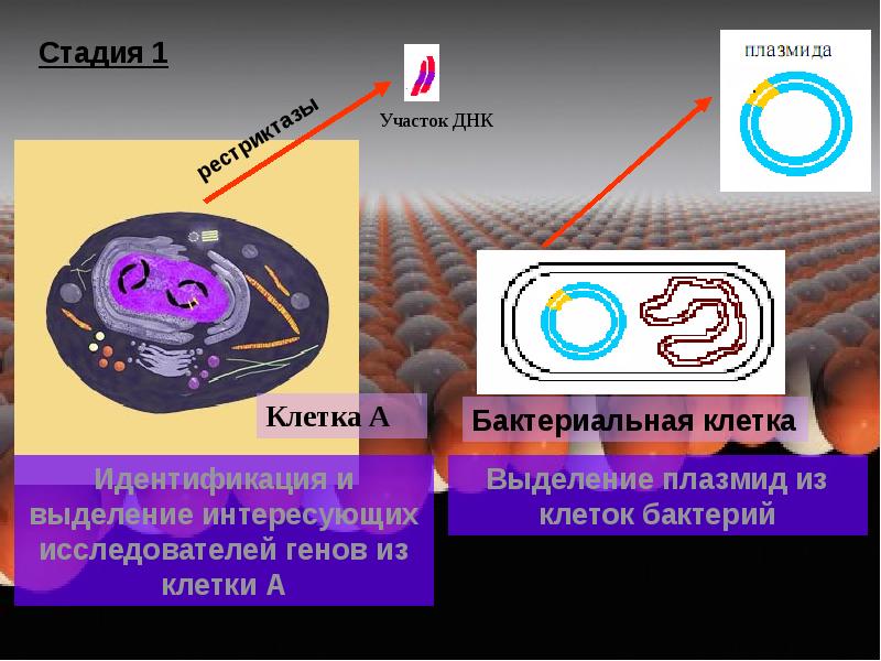 Исследователь трансформировал клетки бактерий плазмидой содержащей ген