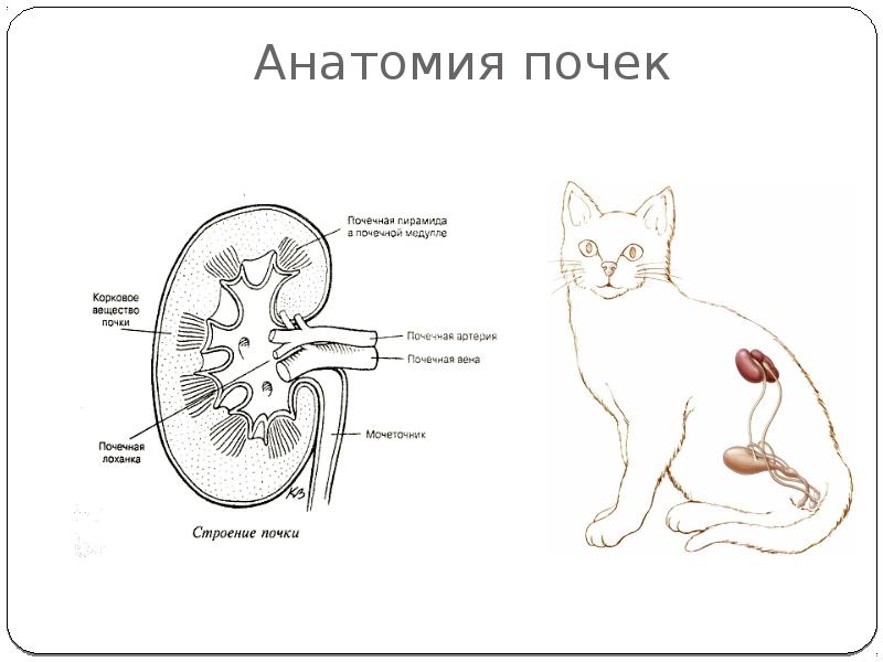 Исследование мочеполовой системы животных презентация