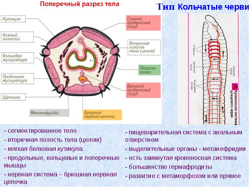 Пространство между стенкой тела и внутренними органами у кольчатых червей разделено перегородками на