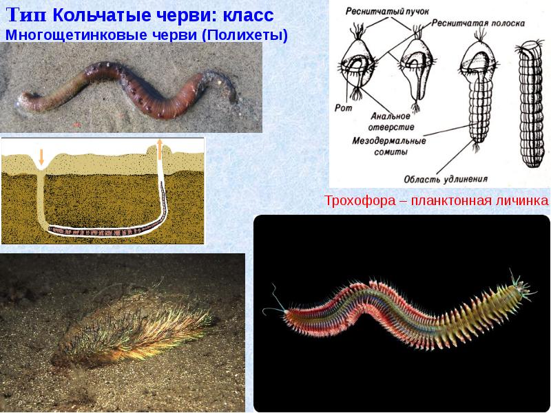 Беспозвоночные животные кольчатые черви тип. Кольчатые черви класс многощетинковые. Личинки многощетинковых червей. Тип кольчатые черви класс многощетинковые. Многощетинковые черви метаморфоз.