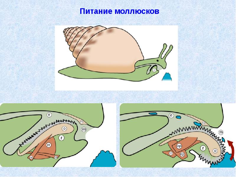 Питание моллюсков. Моллюски питание. Как питаются моллюски. Беззубка способ питания. Способы питания моллюсков.
