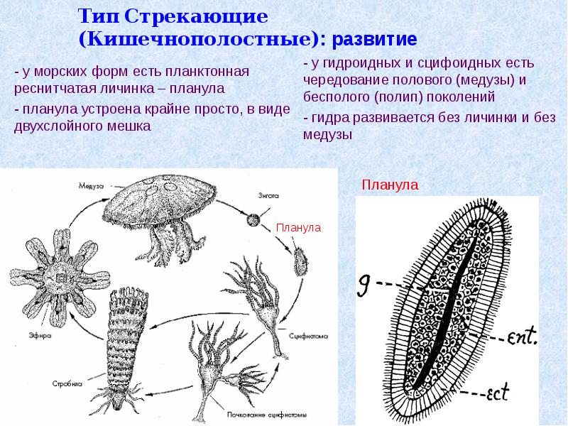 Жизненный цикл сцифоидных медуз