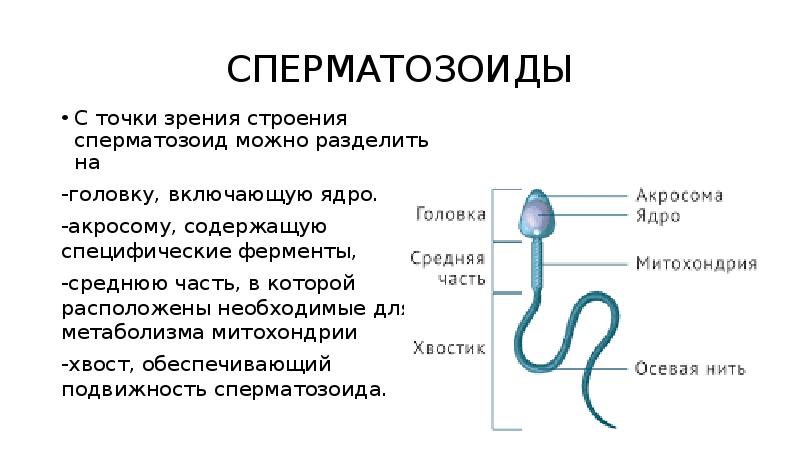 Строение и функции репродуктивной системы 8 класс презентация