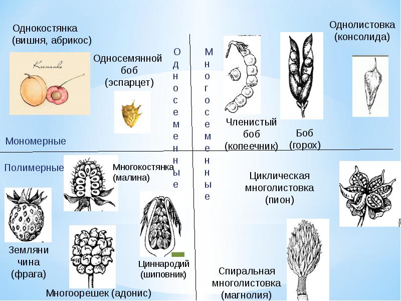 Плод листовка рисунок