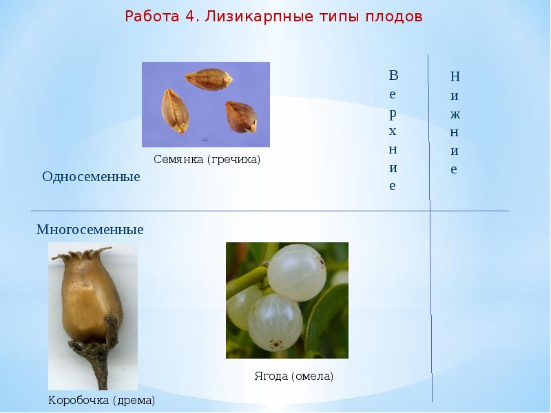 Понять плод. Гречиха Тип плода. Тип плода лен. Лизикарпные плоды примеры.