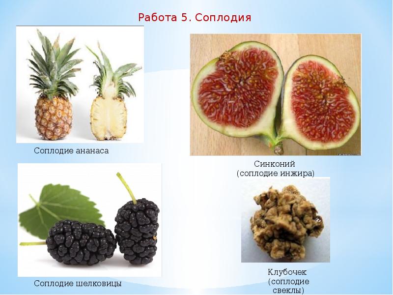 Простые плоды сложные плоды соплодия. Соплодие свеклы. Плод соплодие. Плод соплодие примеры. Соплодие образовалось.
