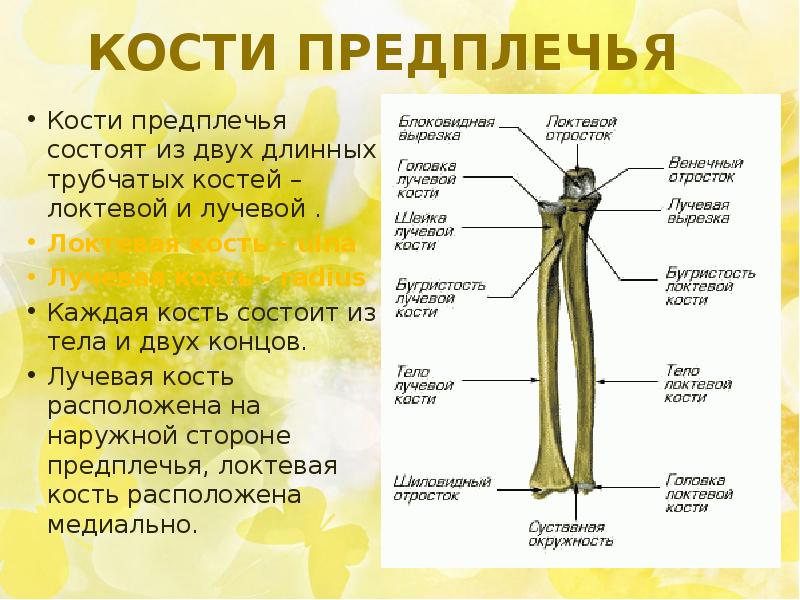 Лучевая кость схема