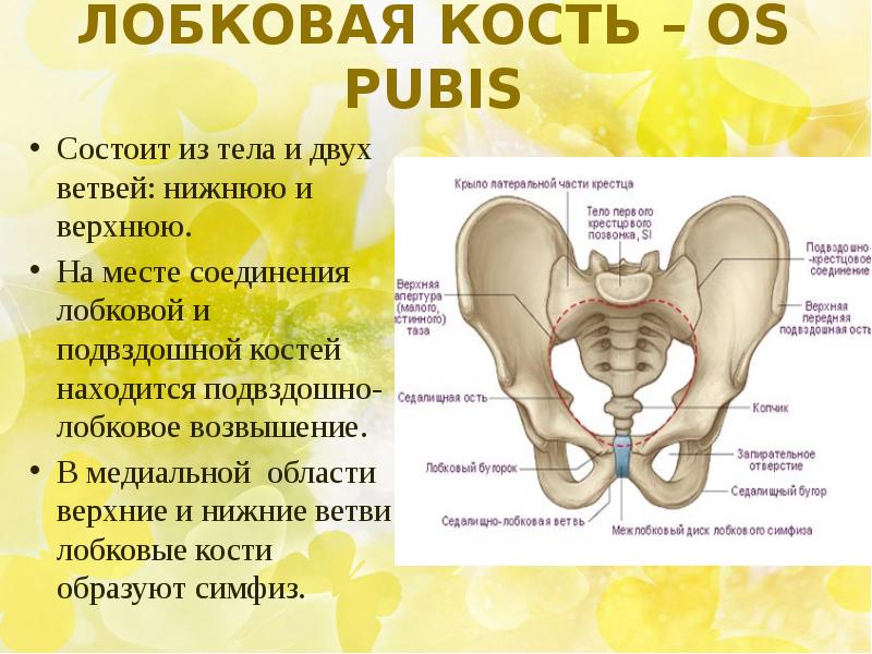 Лобковая кость анатомия: ее строение и выполняемые функции