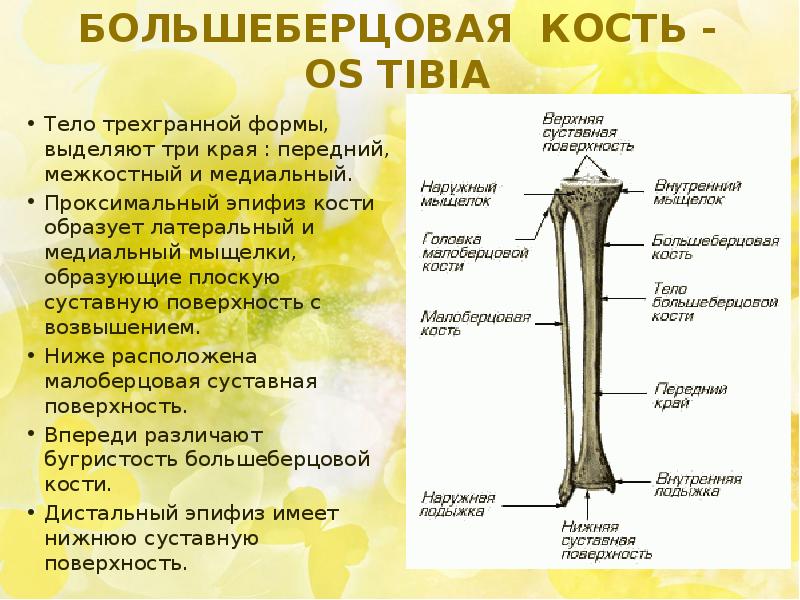 Кости голени анатомия человека рисунок с подписями